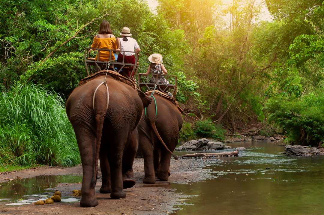 Jim corbett Jungle Safari Details