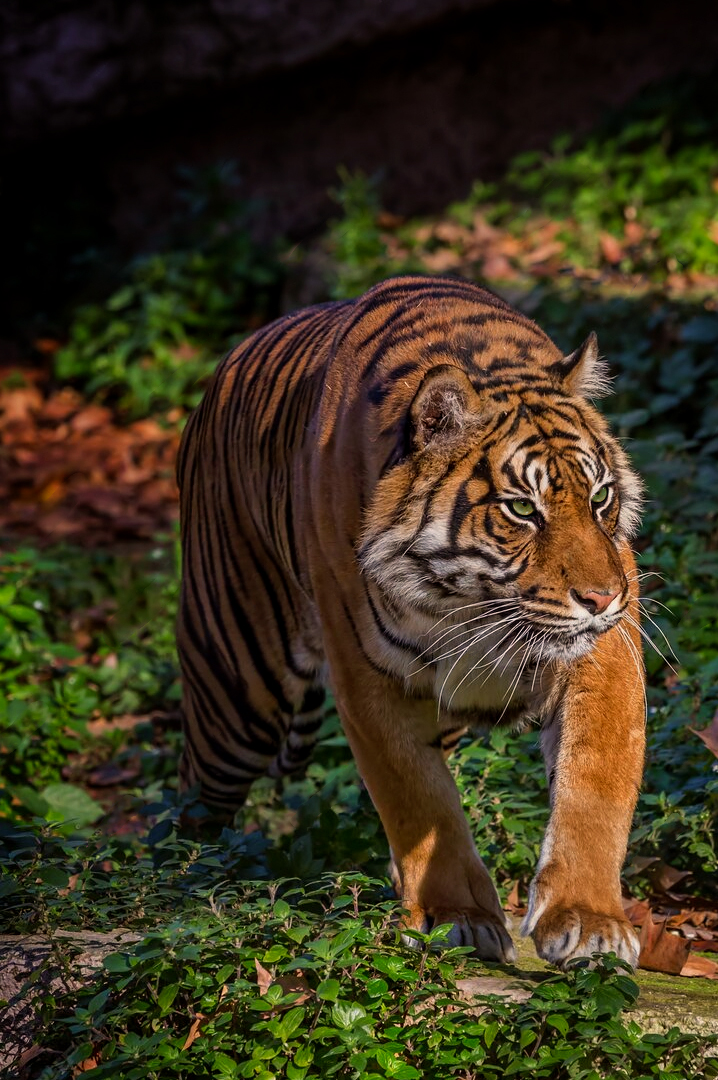 Jim corbett tiger