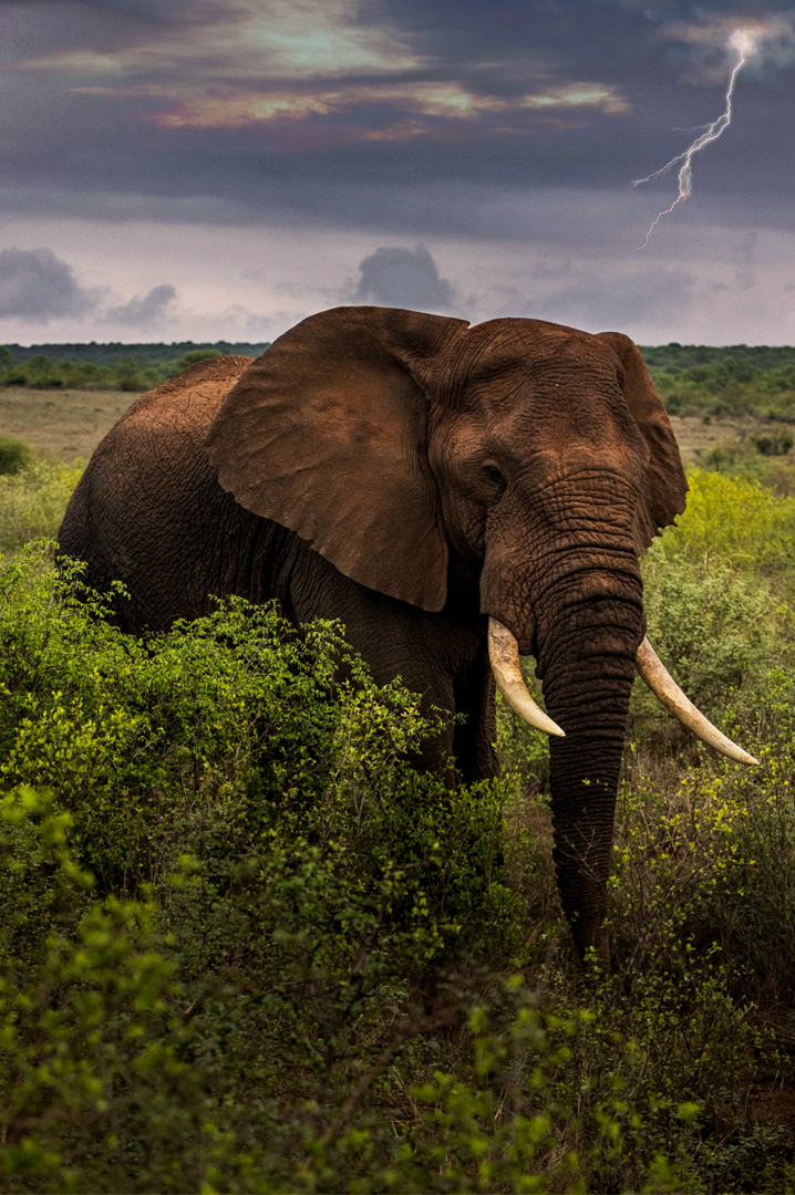Jim corbett elephant