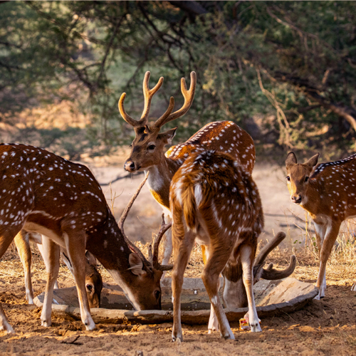 Jim corbett tour package booking