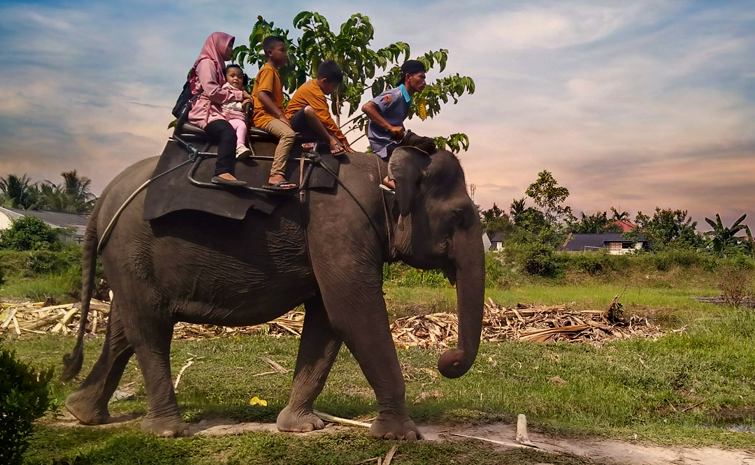 Jim corbett elephant safari